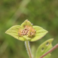 Richardia brasiliensis Gomes